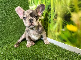 French Bulldog male Puppy for sale 007996240